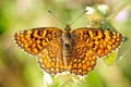 Butterfly in natural habitat (melitaea aethera) Royalty Free Stock Photo