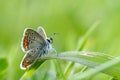 Butterfly in natural habitat (plebejus argus)