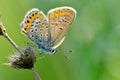 Butterfly in natural habitat (plebejus argus)