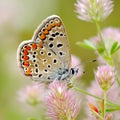 Butterfly in natural habitat (plebejus argus) Royalty Free Stock Photo