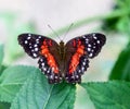 Butterfly Natural History Museum London Engaldn Royalty Free Stock Photo