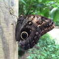 Butterfly natural nature beauty fly green