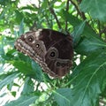 Butterfly natural nature beauty green forest