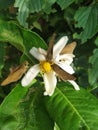 Butterfly natural white color flower lemom
