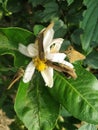 Butterfly natural white color flower lemom