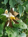 Butterfly natural white color flower lemom green