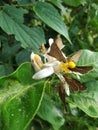 Butterfly natural white color flower lemom green