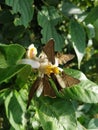 Butterfly natural white color flower lemom green