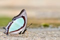 Butterfly on nature Royalty Free Stock Photo