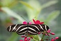 Butterfly in nature background