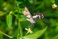 Butterfly nature background park spiny