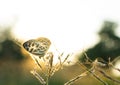 Butterfly and blur nature abstract background, sun light