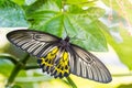 Female Golden Birdwing Troides aeacus butterfly Royalty Free Stock Photo