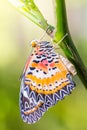 Male leopard lacewing Cethosia cyane euanthes butterfly