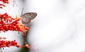 the butterfly in the nature Royalty Free Stock Photo
