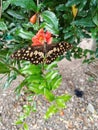 Butterfly , nature,insect