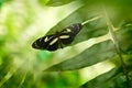 Butterfly - nature light. Elzunia pavonii, butterflies of the Andes. Insect sittin on the green leave in the nature habtat, Peru, Royalty Free Stock Photo