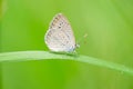 Butterfly in the nature