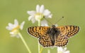 Butterfly in Nature