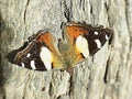 Butterfly on tree stump Royalty Free Stock Photo