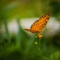 butterfly nectar on flower . Royalty Free Stock Photo