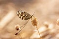 The butterfly nemoptera sinuata oliv