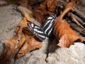 Butterfly Neptis rivularis Royalty Free Stock Photo