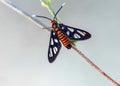 Butterfly ngengat Royalty Free Stock Photo