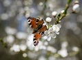 Butterfly - Nymphalis urticae