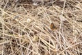 Butterfly Nymphalis urticae sitting on dry grass