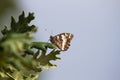 Butterfly on Oak Leaves Royalty Free Stock Photo