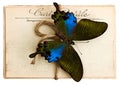 Butterfly Old Post Cards Nostalgic Vintage Object
