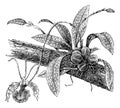 Butterfly Oncidium or Oncidium Papilio, vintage engraving