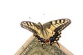 Butterfly on one dollar Royalty Free Stock Photo