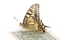 Butterfly on one dollar banknote Royalty Free Stock Photo