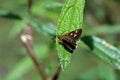 Butterfly Onryza maga takeuchii Matsumura, 1929 Royalty Free Stock Photo