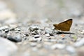 Butterfly Onryza maga takeuchii Matsumura, 1929 Royalty Free Stock Photo