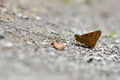 Butterfly Onryza maga takeuchii Matsumura, 1929 Royalty Free Stock Photo