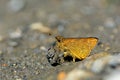 Butterfly Onryza maga takeuchii Matsumura, 1929 Royalty Free Stock Photo