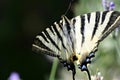 Butterfly with open wings and dark background close detail Royalty Free Stock Photo