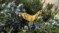 a butterfly with open wings, nahjolbalagheh park, west of tehran, iran