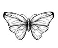 Butterfly with open wings top view, the symmetrical drawing graphics sketch. Freehand linear black ink hand drawn logo Royalty Free Stock Photo