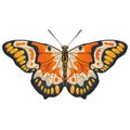 Butterfly open wings vector illustration Royalty Free Stock Photo