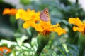 Butterfly on open yellow flowers