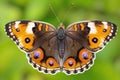 CLOSE-UP OF A BUTTERFLY OPENING ITS WINGS ON A BLURRED BACKGROUND Royalty Free Stock Photo
