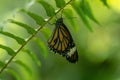 Butterfly opening it`s wings resting