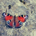 butterfly