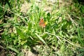 The butterfly is orange with black dots sitting on green grass and dandelions Royalty Free Stock Photo