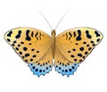 butterfly orange blue grey with spots isolated on white background