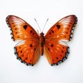 Close-up Photograph Of Isolated Orange Butterfly On White Background Royalty Free Stock Photo